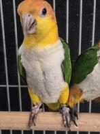 Tamme roestkop Caique 2025 met DNA en getest op alle ziektes, Dieren en Toebehoren, Papegaai, Geringd