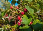 Frambozenplant (stevige plant), Ophalen, 100 tot 250 cm, Volle zon, Herfst