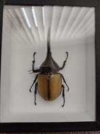 Kever taxidermie, Ophalen, Nieuw, Opgezet dier