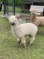 wit alpaca hengste te koop, Animaux & Accessoires, Animaux Autre, Mâle