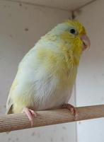 Forpus yellam pop 2025 geringd, Dieren en Toebehoren