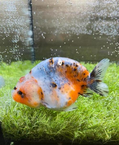 1 x Ranchu Calicow Blue base Female 10 CM, Dieren en Toebehoren, Vissen | Aquariumvissen, Vis