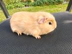 Creme gekruind zeugje jonge cavia, Dieren en Toebehoren, Knaagdieren, Oktober, Cavia, Tam