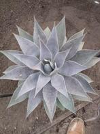 mangave lavendel lady, Tuin en Terras, Planten | Tuinplanten, Ophalen