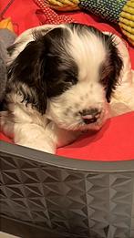 Chiots cocker anglaise femelle, Particulier, Hépatite contagieuse (maladie de Rubarth), Belgique, 8 à 15 semaines