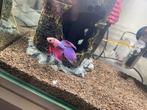mannelijke betta met toebehoren, Dieren en Toebehoren, Ophalen