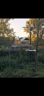 Europese ooievaar, Dieren en Toebehoren, Pluimvee