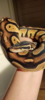 1.0 Pastel Blackhead DH Ghost/DG proven breeder, Dieren en Toebehoren, Slang, Tam, 3 tot 6 jaar