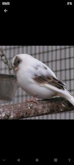 Canaris gloster corona et consort, Dieren en Toebehoren, Vogels | Kanaries