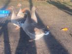 1 jarig Koppel toulouse ganzen, Dieren en Toebehoren, Meerdere dieren, Gans of Zwaan