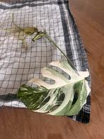 Stek Monstera variegata, Huis en Inrichting, Ophalen, Overige soorten
