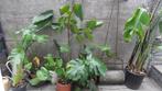 Kamerplanten   &    Monstera gatenplant, Ophalen of Verzenden