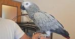 Perroquets, Animaux & Accessoires, Femelle, Perroquet, Parleur