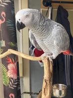 perroquet gris, Papegaai