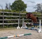 ‼️3 jarige merrie‼️, Dieren en Toebehoren, Paarden, Merrie