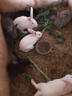 Konijnen tekoop, Dieren en Toebehoren