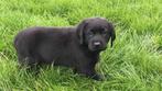 Zwarte Labrador pups beschikbaar, CDV (hondenziekte), Meerdere, 8 tot 15 weken, Meerdere dieren