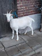 Witte sanengeit, Dieren en Toebehoren, Schapen, Geiten en Varkens