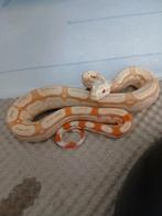 Boa Bci,  Albino IMG-RLT 100% het anery 2025 mannetje., Slang, Tam, 0 tot 2 jaar