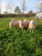 Ooilammeren en ramlam, Dieren en Toebehoren, Schapen, Geiten en Varkens