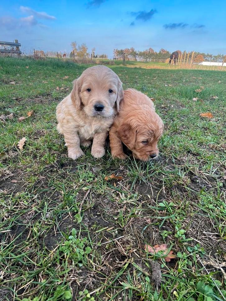 Mooie goldendoodle pups!, Dieren en Toebehoren, Honden | Retrievers, Spaniëls en Waterhonden, Meerdere dieren, Golden retriever