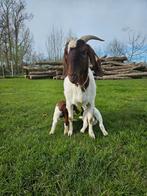 Boergeit met lammeren stamboek 0479779543, Dieren en Toebehoren