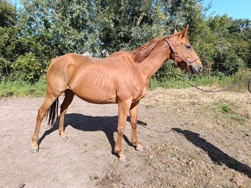Leuke merrie te koop, Dieren en Toebehoren, Paarden, Merrie, B, 160 tot 165 cm, 7 tot 10 jaar, Recreatiepaard, Met stamboom, Gechipt