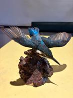 Taxidermie du martin-pêcheur à cheval, Collections, Collections Animaux, Enlèvement, Comme neuf, Oiseaux, Animal empaillé