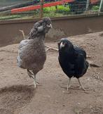 Œufs à éclore d'Araucana