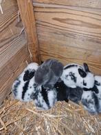 Vlinder x duitse reus konijnen, Dieren en Toebehoren, Groot