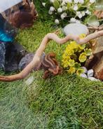 Salamanders, Animaux & Accessoires, Enlèvement