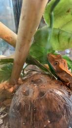 Leuke wimper baby met bakje, Overige soorten, Met terrarium, 0 tot 2 jaar