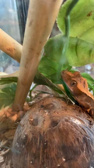 Leuke wimper baby met bakje beschikbaar voor biedingen