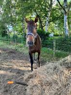 PRE paard 2 jaar, Animaux & Accessoires, Chevaux, Non dressé, Jument, 160 à 165 cm, Avec pedigree