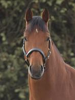 Freiberger - brave ruin van 4 jaar, Dieren en Toebehoren, Paarden, Minder dan 160 cm, B, Ruin, 3 tot 6 jaar