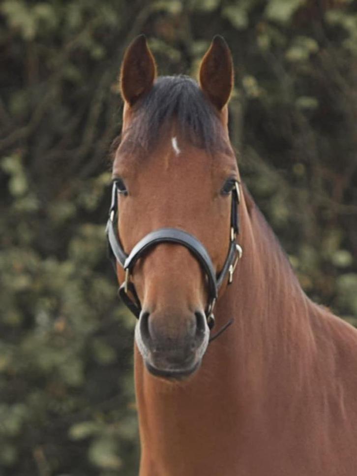 Freiberger - brave ruin van 4 jaar, Dieren en Toebehoren, Paarden, Ruin, B, Minder dan 160 cm, 3 tot 6 jaar, Recreatiepaard, Met stamboom