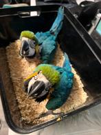 Ara Blauwe gele, Dieren en Toebehoren, Vogels | Parkieten en Papegaaien