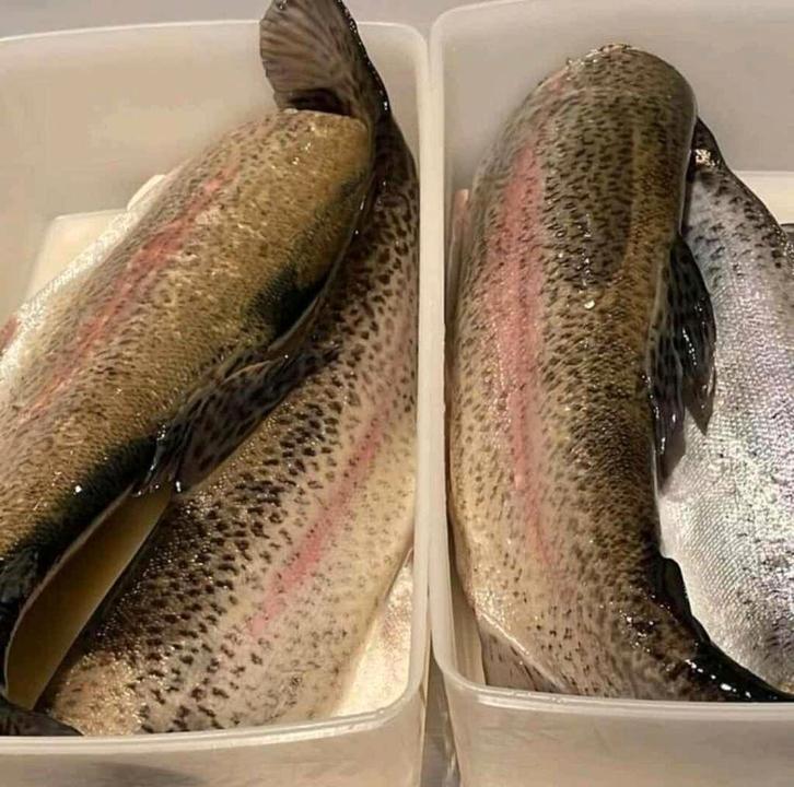 Zalmforel - Forel te koop !!!, Hobby en Vrije tijd, Overige Hobby en Vrije tijd, Ophalen