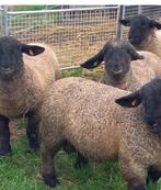 Mâle rammen schapen, Schaap, Mannelijk, 0 tot 2 jaar