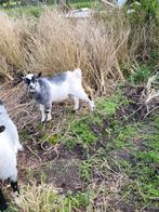 Geit bok, Dieren en Toebehoren, Schapen, Geiten en Varkens, Geit