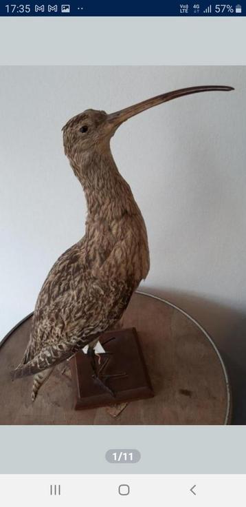 Courlis de taxidermie vintage disponible aux enchères