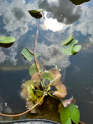 Nénuphar blanc ou rose beschikbaar voor biedingen