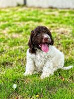 Verliefd op een labradoodle kies voor een Italiaanse waterho, Dieren en Toebehoren, Honden | Retrievers, Spaniëls en Waterhonden
