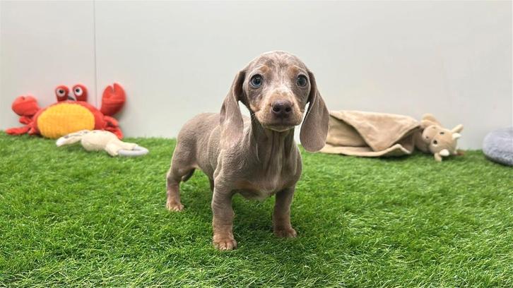 Gladharige Dwergteckel pups, Dieren en Toebehoren, Honden | Teckels en Dashonden, Meerdere dieren, Korthaar, Dwerg, Fokker | Professioneel