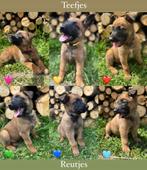 Nog enkele mooie Mechelse herder pups !!!., Dieren en Toebehoren, Honden | Herdershonden en Veedrijvers, België, Fokker | Hobbymatig