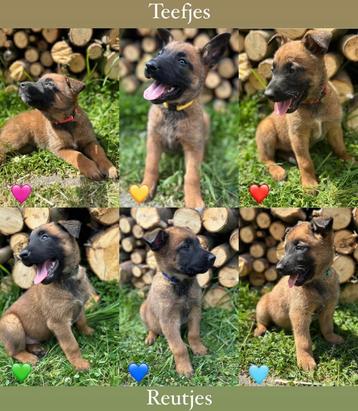 Nog enkele mooie Mechelse herder pups !!!. beschikbaar voor biedingen