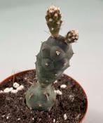 Tephrocactus Articulatus Inermis, Maison & Meubles, Plantes d'intérieur, Cactus, Envoi, Moins de 100 cm