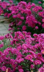 Aster Domosus 'Jenny', Enlèvement, Plante fixe
