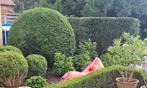 2 Taxus bollen 2 meter hoog, Tuin en Terras, Planten | Struiken en Hagen, Ophalen, Taxus