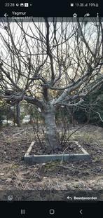 exclusieve vijgenboom, Tuin en Terras, Planten | Fruitbomen, Ophalen of Verzenden, Vijgenboom